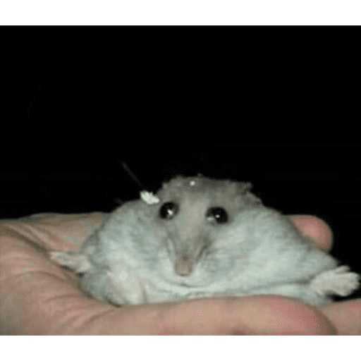 Jijijiji 21
