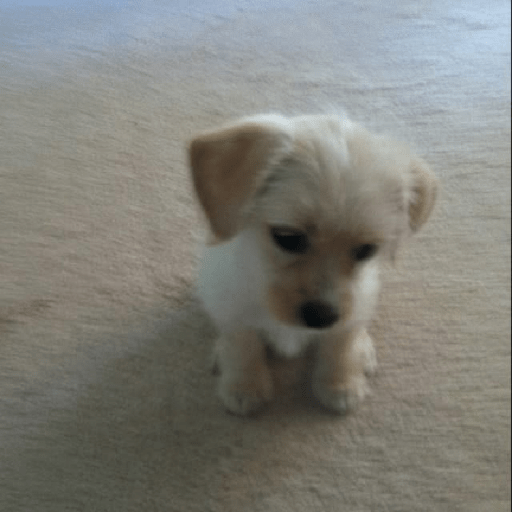 Cachorros óculos 23