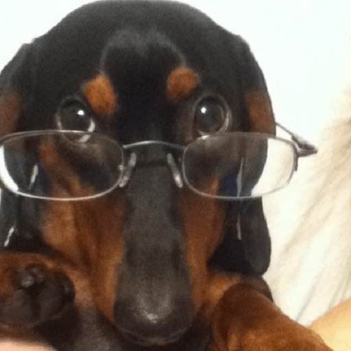 Cachorros óculos 15