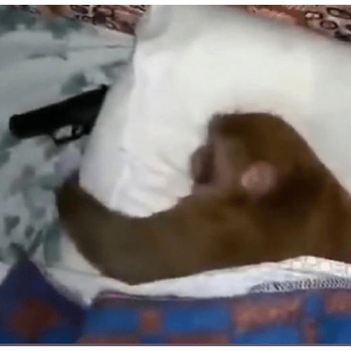 Cachorros óculos 21