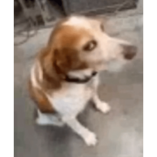 Cachorros óculos 19