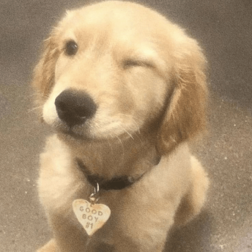 Cachorros óculos 7