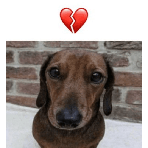 Cachorros óculos 12