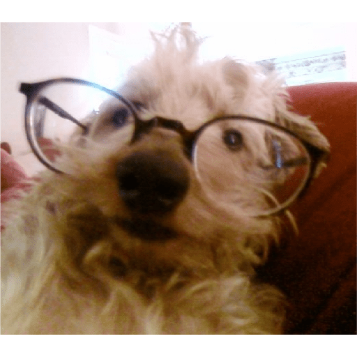 Cachorros óculos 4