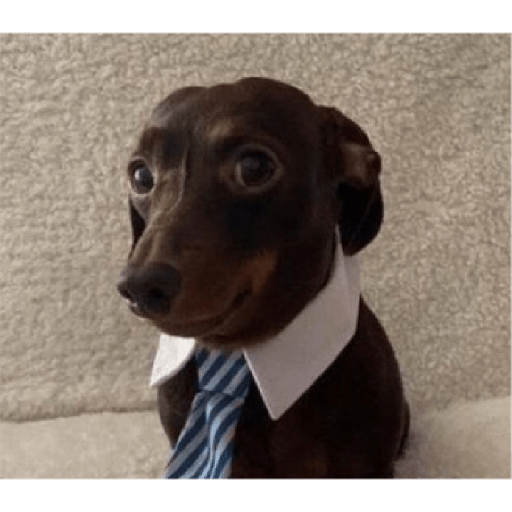 Cachorros óculos 10