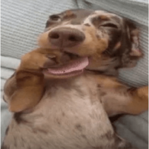 Cachorros óculos 13