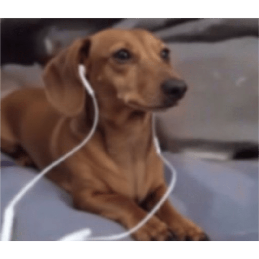 Cachorros óculos 11