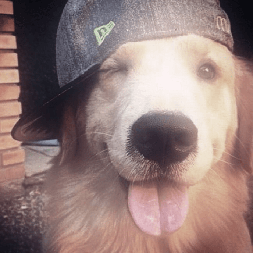 Cachorros óculos 5