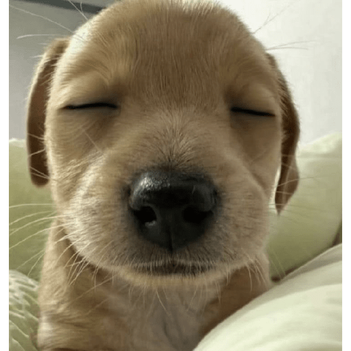Cachorros óculos 24