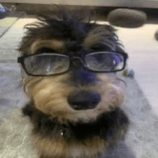 Cachorros óculos 2