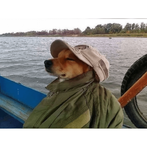 Cachorros óculos 8
