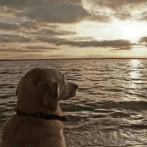 Cachorros óculos 9