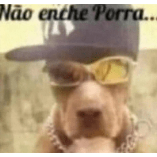Ovo safado cuidado gato kkk 14