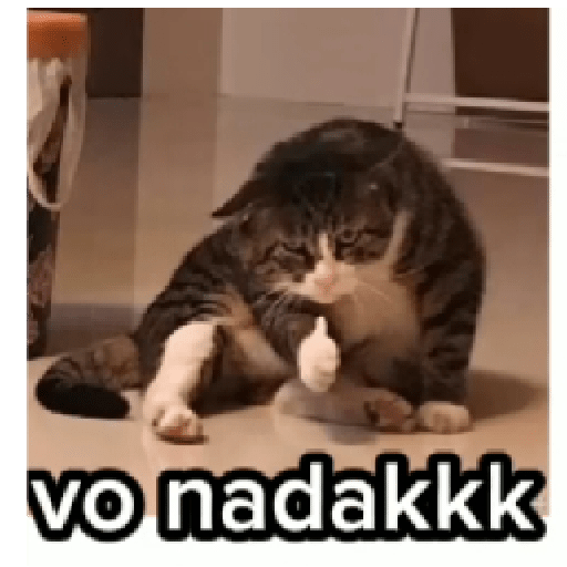 Seje menas 11