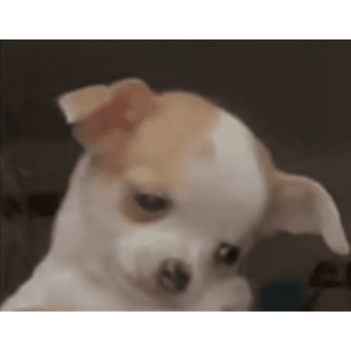 Perritos 3