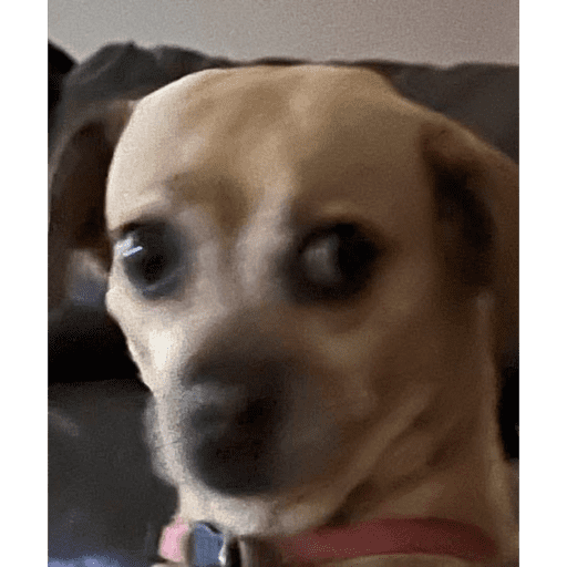 Perritos 2