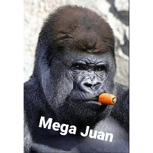 El Juan 5