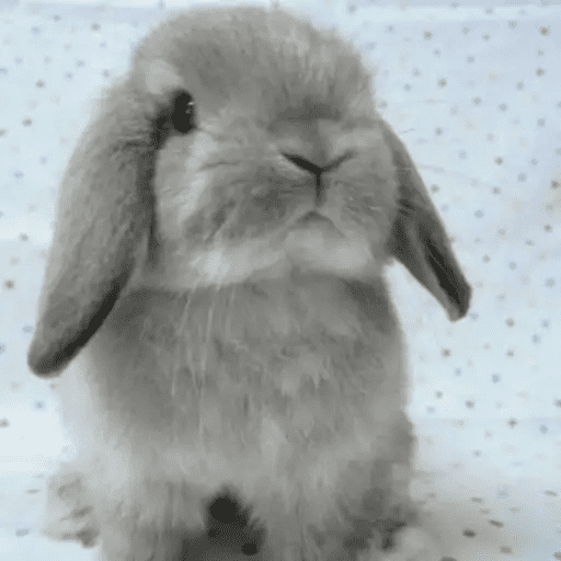 🐇 Conejos Cute 2 🐇🐰 2