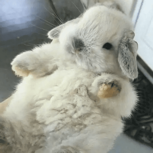 🐇 Conejos Cute 2 🐇🐰 6