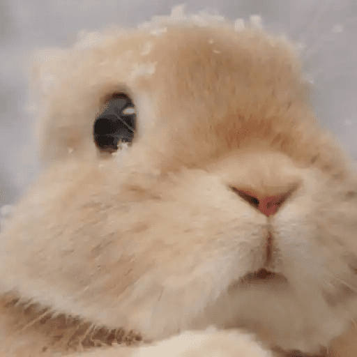 🐇 Conejos Cute 2 🐇🐰 7