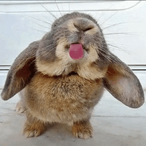 🐇 Conejos Cute 2 🐇🐰 8