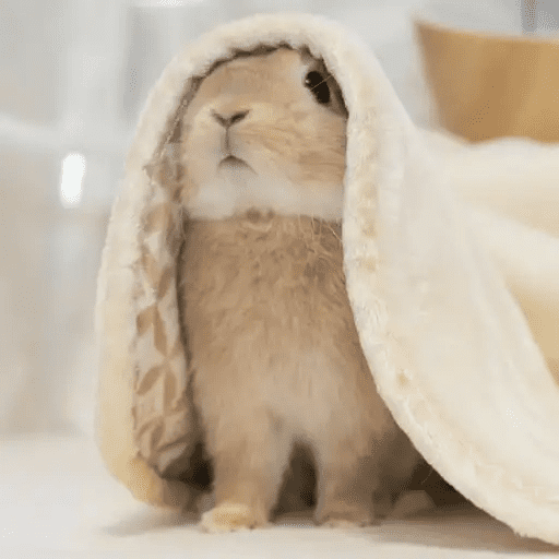 🐇 Conejos Cute 2 🐇🐰 3