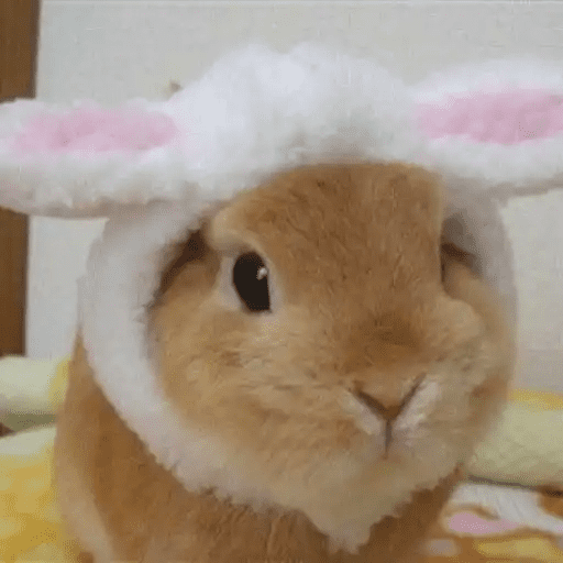 🐇 Conejos Cute 2 🐇🐰 9