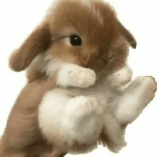 🐇 Conejos Cute 2 🐇🐰 10