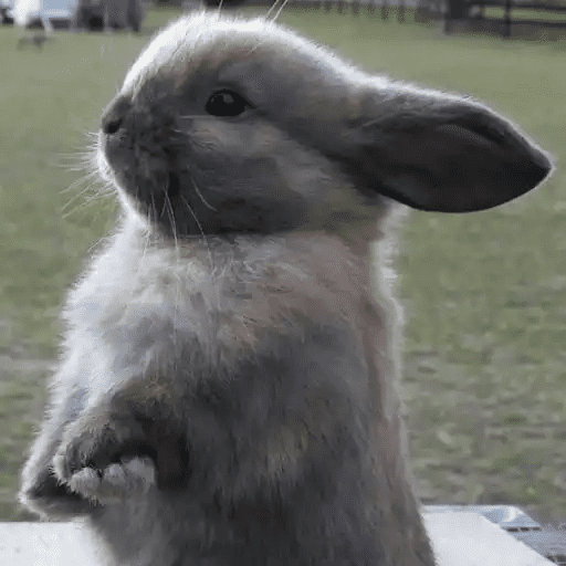 🐇 Conejos Cute 2 🐇🐰 11
