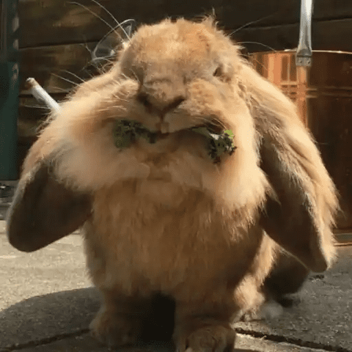 🐇 Conejos Cute 2 🐇🐰 12