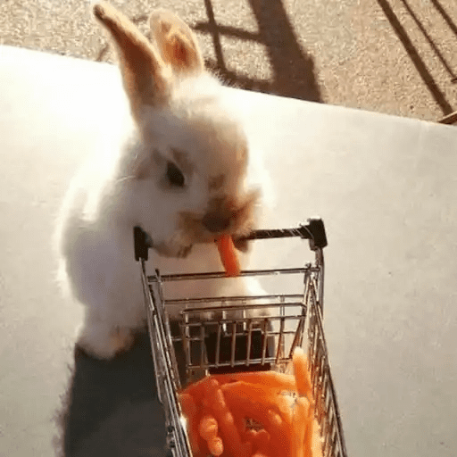 🐇 Conejos Cute 2 🐇🐰 4