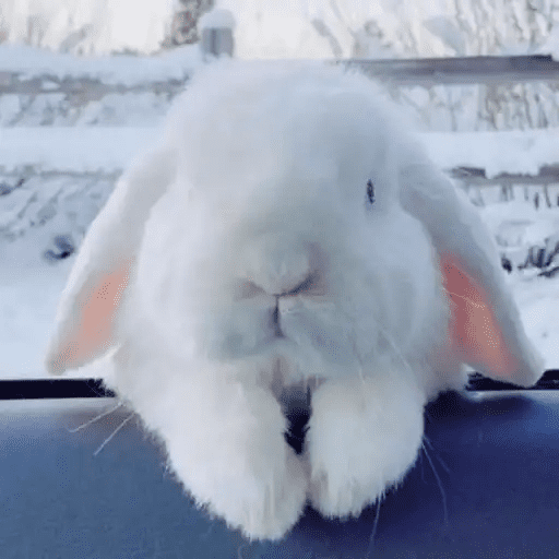 🐇 Conejos Cute 2 🐇🐰 13