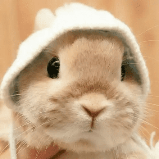 🐇 Conejos Cute 2 🐇🐰 5