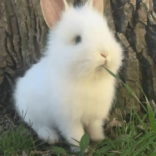 🐇 Conejos Cute 2 🐇🐰 14