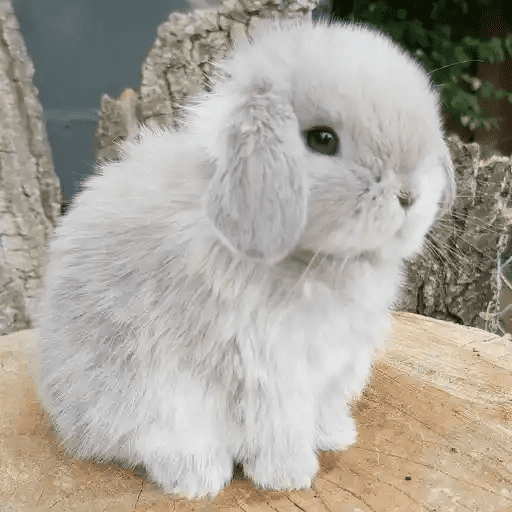 🐇 Conejos Cute 2 🐇🐰 15