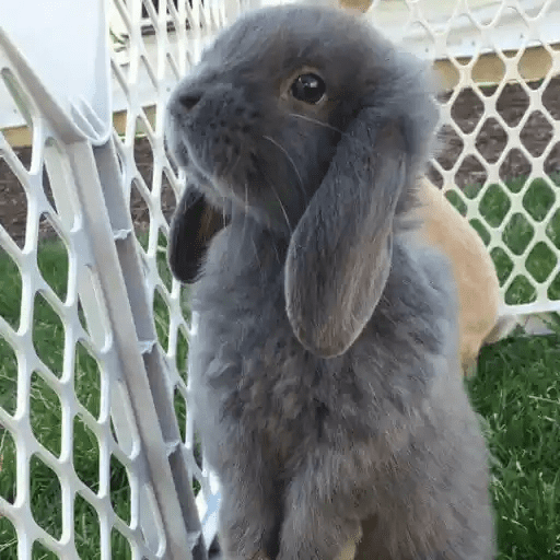 🐇 Conejos Cute 2 🐇🐰 16