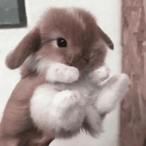 🐇 Conejos Cute 2 🐇🐰 18