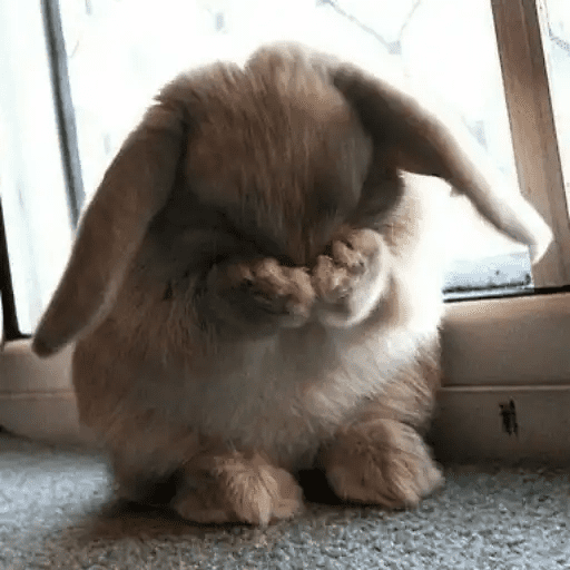 🐇 Conejos Cute 2 🐇🐰 19