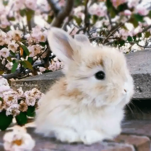 🐇 Conejos Cute 2 🐇🐰 20