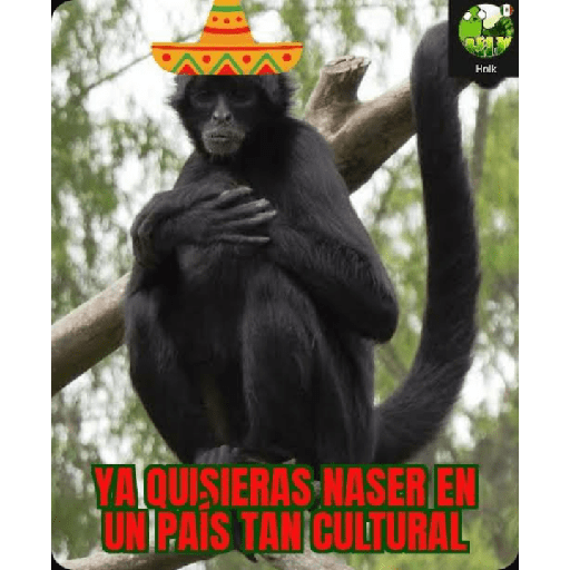 Mexichangos 8