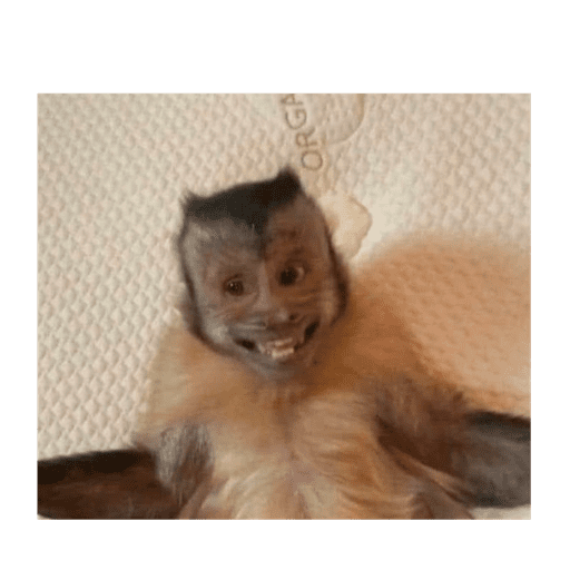 Macaquinho