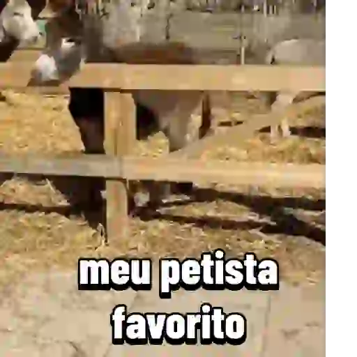 Minhas figurinhas 17