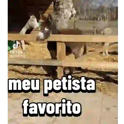 Minhas figurinhas 16