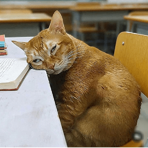 Gatinhos 14
