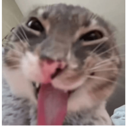 Gatinhos 1