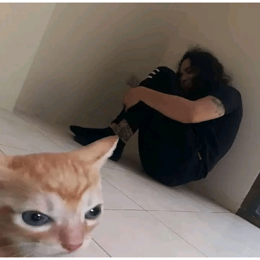 Gatinhos 4