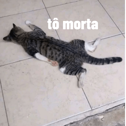 Gatinhos 5