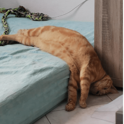 Gatinhos 6