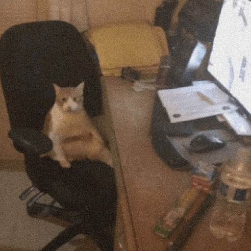 Gatinhos 7