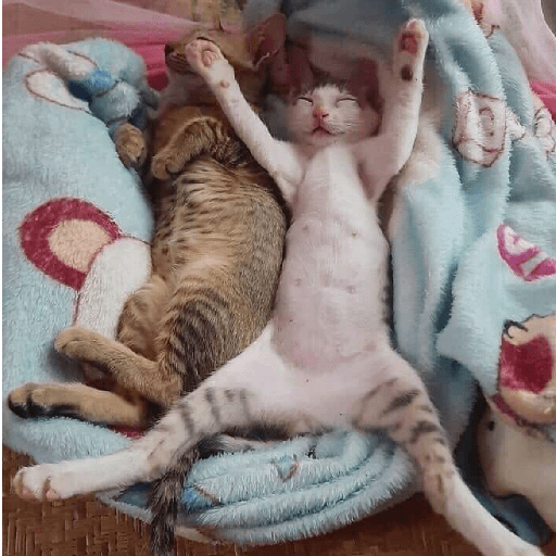 Gatinhos 8